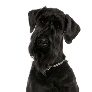 Giant Schnauzer