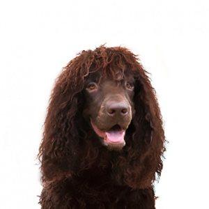 Irish Water Spaniel