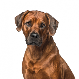 Rhodesian Ridgeback