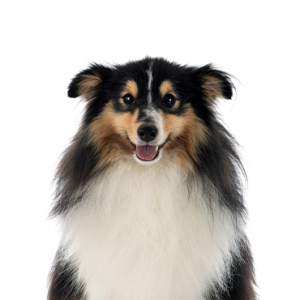 Shetland Sheepdog