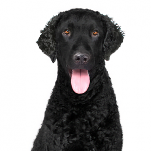 Curly-Coated Retriever