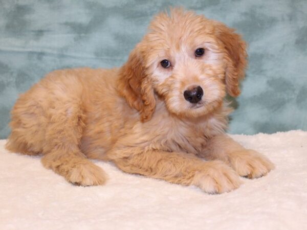 Goldendoodle DOG Male Apricot 8066 Petland Rome, Georgia