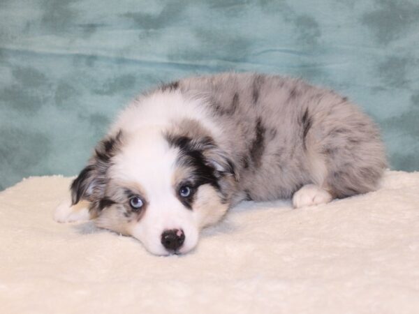 Aussiemo-DOG-Male-Blue Merle-8073-Petland Rome, Georgia