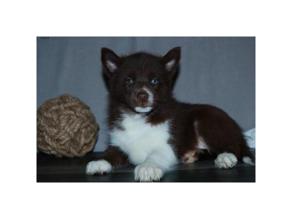 Pomsky DOG Male Chocolate / White 18418 Petland Rome, Georgia