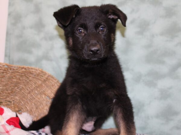 German Shepherd DOG Male Sable 18424 Petland Rome, Georgia