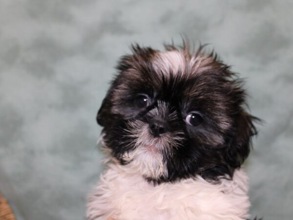 Shih Tzu DOG Male Gold / White 18420 Petland Rome, Georgia