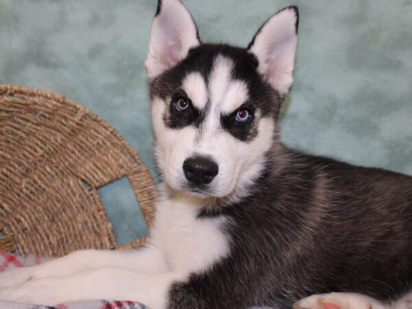 Siberian Husky DOG Male Black & White 18426 Petland Rome, Georgia