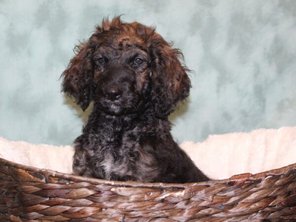 Bernardadoodle-DOG-Male-Mahogany-8085-Petland Rome, Georgia