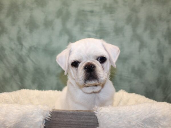 Pug-DOG-Male-Silver Fawn-8096-Petland Rome, Georgia