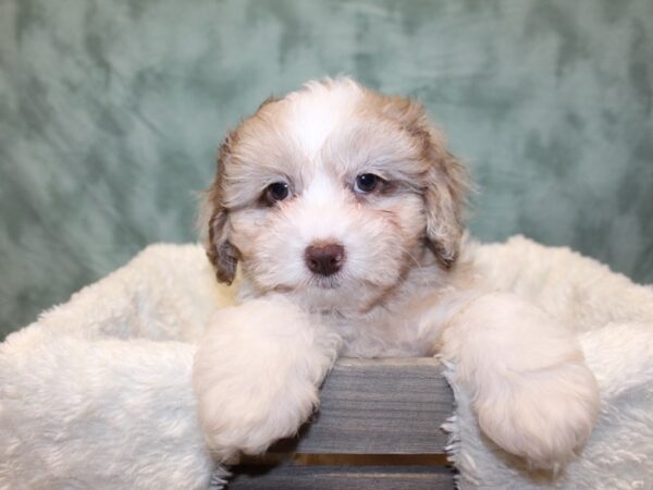 Shih Poo DOG Male CHOC MERLE PARTI 8095 Petland Rome, Georgia