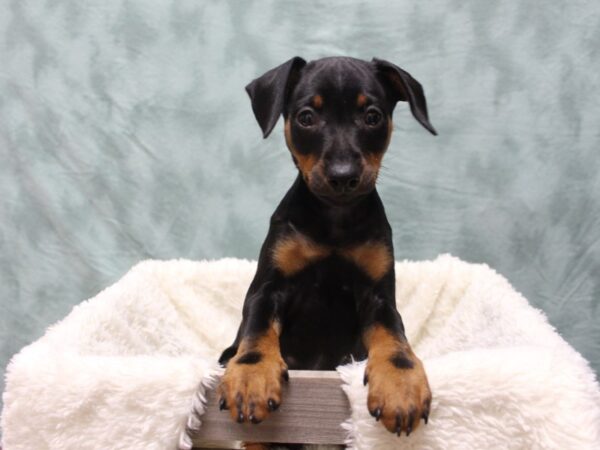 Miniature Pinscher-DOG-Female-Black Tan-8094-Petland Rome, Georgia