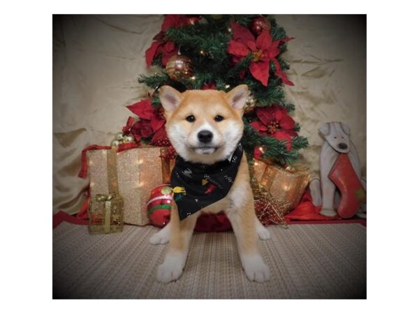 Shiba Inu-DOG-Male-Red-8101-Petland Rome, Georgia