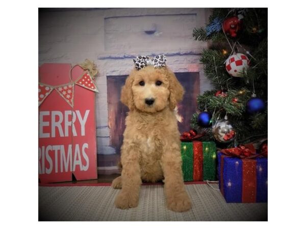 Goldendoodle DOG Female Apricot 8102 Petland Rome, Georgia