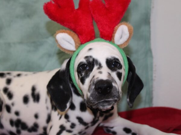 Dalmatian-DOG-Female-White / Black-18442-Petland Rome, Georgia