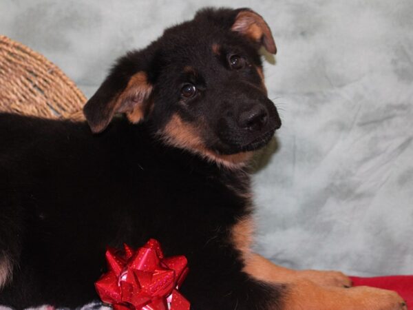 German Shepherd Dog DOG Female Black / Tan 18443 Petland Rome, Georgia