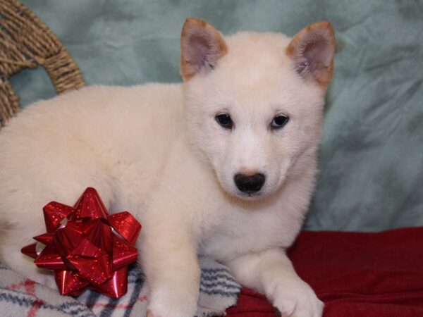 Shiba Inu DOG Male Cream 18445 Petland Rome, Georgia