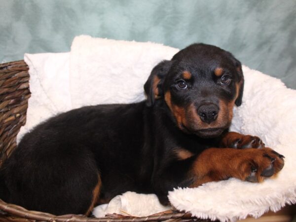 Rottweiler DOG Male 8109 Petland Rome, Georgia