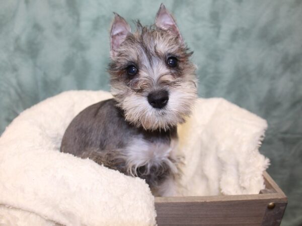 Miniature Schnauzer DOG Female 8107 Petland Rome, Georgia