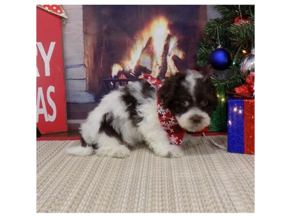 Havanese DOG Male Chocolate 8117 Petland Rome, Georgia