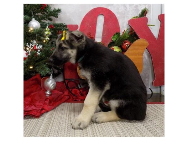 German Shepherd Dog DOG Female Black / Cream 8116 Petland Rome, Georgia