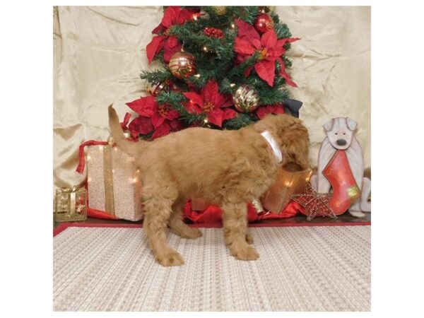 Goldendoodle Mini-DOG-Female-Red-8115-Petland Rome, Georgia