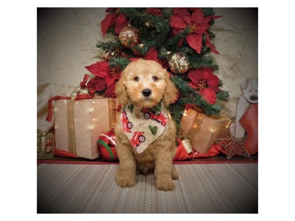 Goldendoodle Mini-DOG-Male-Apricot-8114-Petland Rome, Georgia