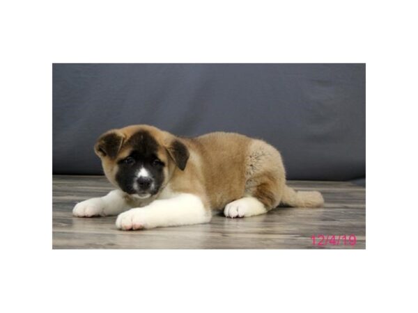 Akita DOG Male Brown / White 8124 Petland Rome, Georgia