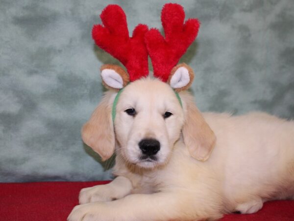 Golden Retriever DOG Male Light Golden 18463 Petland Rome, Georgia