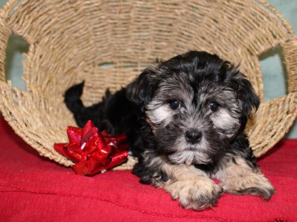 Morkie DOG Female Blue / Tan 18456 Petland Rome, Georgia