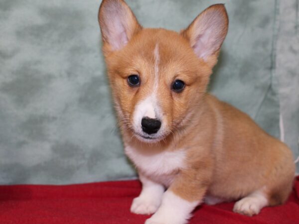 Pembroke Welsh Corgi DOG Male Sable 18452 Petland Rome, Georgia