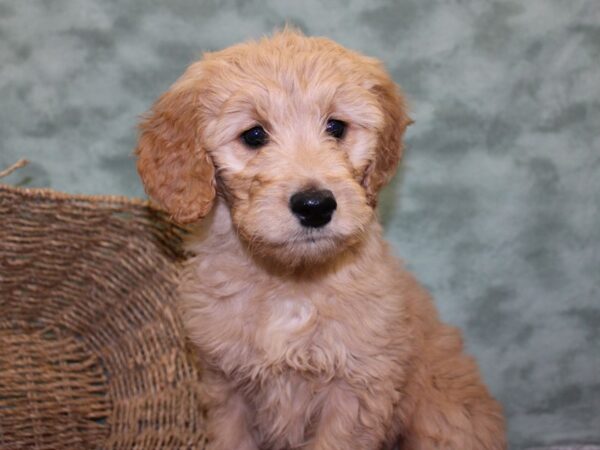 Goldendoodle DOG Female Golden 18462 Petland Rome, Georgia