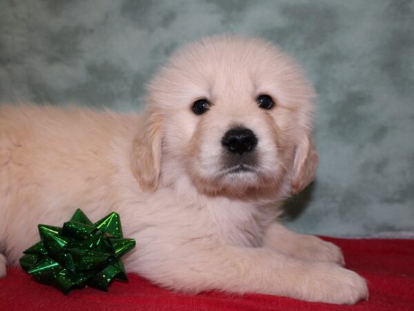 Golden Retriever DOG Male 18466 Petland Rome, Georgia