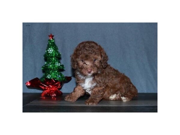 Poodle DOG Male Dark Sable 18471 Petland Rome, Georgia