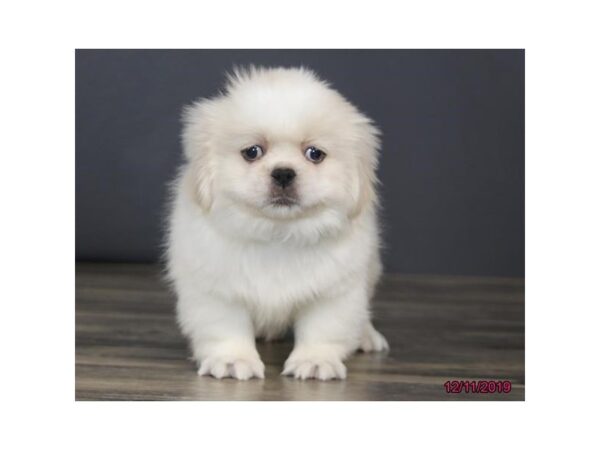 Pekingese DOG Male Cream / White 18470 Petland Rome, Georgia