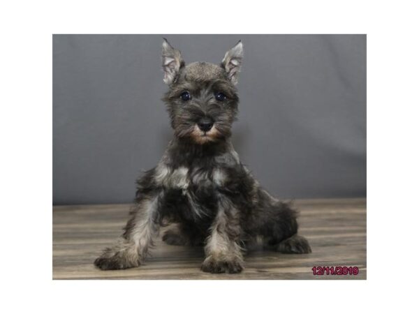 Miniature Schnauzer DOG Male Salt / Pepper 18469 Petland Rome, Georgia