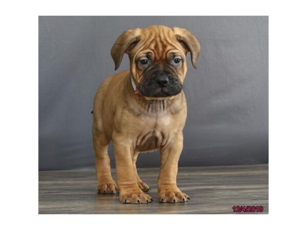 Bullmastiff-DOG-Male-Red Fawn-8128-Petland Rome, Georgia