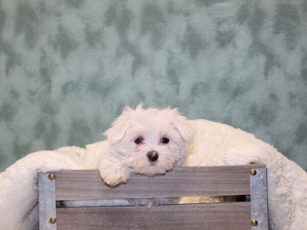 Maltese-DOG-Female-WHITE-8126-Petland Rome, Georgia