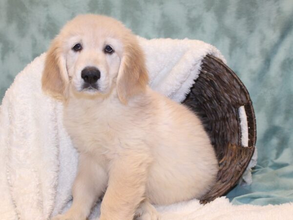 Golden Retriever DOG Male Golden 8125 Petland Rome, Georgia