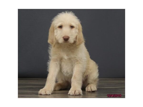 Labradoodle DOG Male Cream 18474 Petland Rome, Georgia