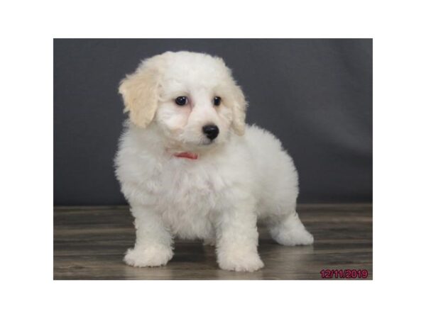 Bichon Frise DOG Male White 18473 Petland Rome, Georgia