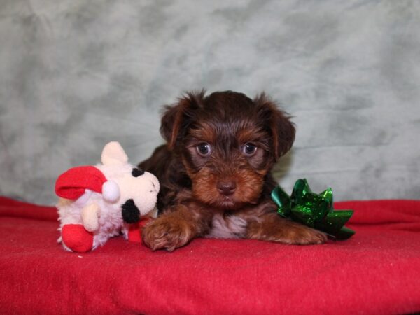 Yorkshire Terrier DOG Male CHOC TAN 18481 Petland Rome, Georgia