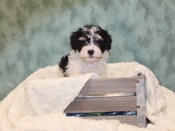 Havachon-DOG-Male-TRI-8134-Petland Rome, Georgia