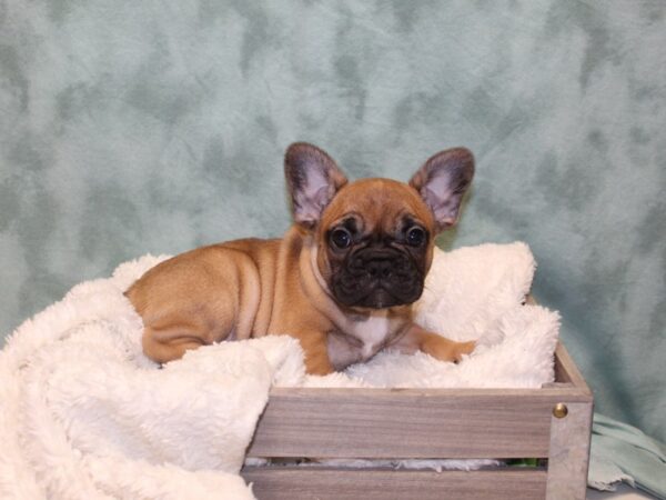 French Bulldog DOG Female fawn 8133 Petland Rome, Georgia