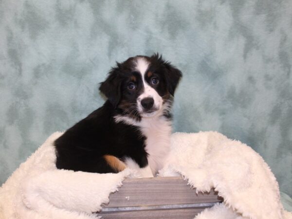 Miniature Australian Shepherd DOG Male TRI 8132 Petland Rome, Georgia