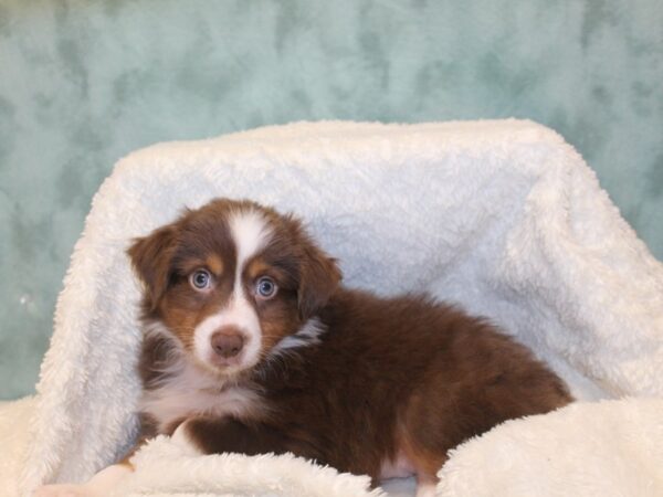 Miniature Australian Shepherd-DOG-Male-RED TRI-8131-Petland Rome, Georgia