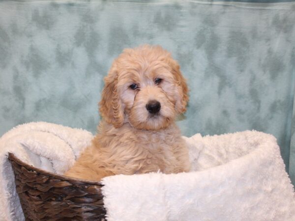 Goldendoodle DOG Female Golden 8130 Petland Rome, Georgia