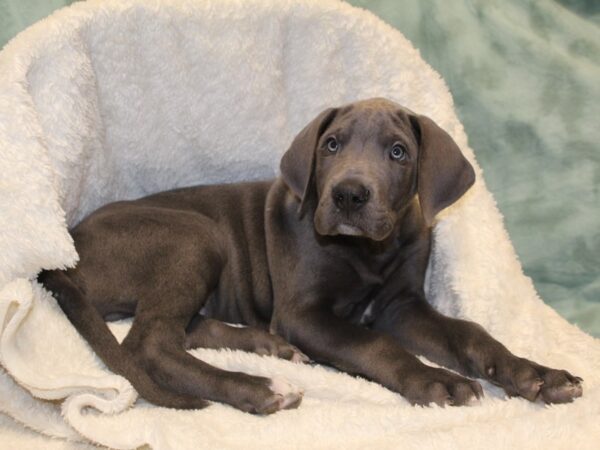 Great Dane DOG Male Gray 8129 Petland Rome, Georgia