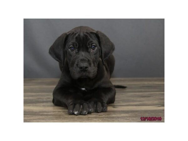 Great Dane DOG Male Black 18491 Petland Rome, Georgia