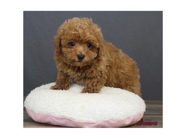 Poodle DOG Female Red 18493 Petland Rome, Georgia