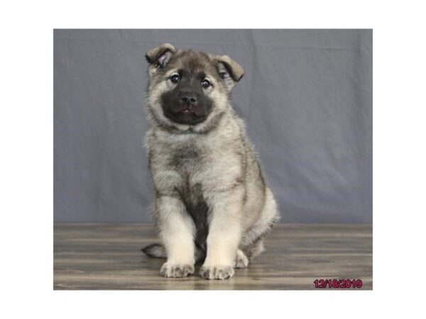 Norwegian Elkhound DOG Male Gray Black / Silver 18492 Petland Rome, Georgia